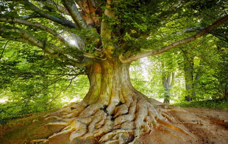 Puut vähentävät hiilidioksidia ilmasta